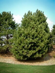 Сосна Чёрная (Pinus Nigra) купить по цене от 270.00р. в интернет-магазине «Посадика» с доставкой почтой в в Болгаре и по всей России – [изображение №1].