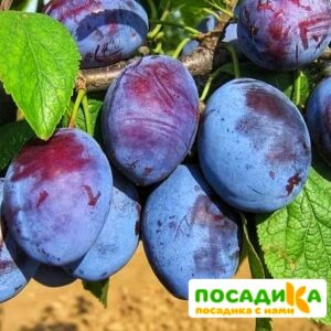 Слива Чачакская ранняя купить по цене от 229.00р. в интернет-магазине «Посадика» с доставкой почтой в в Болгаре и по всей России – [изображение №1].