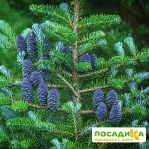 Пихта корейская (Abies koreana) купить по цене от 450.00р. в интернет-магазине «Посадика» с доставкой почтой в в Болгаре и по всей России – [изображение №1].