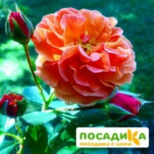 Роза Арабия купить по цене от 350.00р. в интернет-магазине «Посадика» с доставкой почтой в в Болгаре и по всей России – [изображение №1].