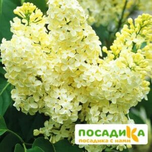 Сирень Примроуз (Primrose) купить по цене от 529.00р. в интернет-магазине «Посадика» с доставкой почтой в в Болгаре и по всей России – [изображение №1].