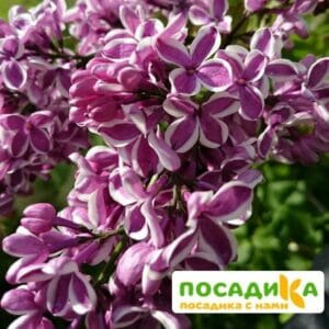 Сирень Сенсация купить по цене от 529.00р. в интернет-магазине «Посадика» с доставкой почтой в в Болгаре и по всей России – [изображение №1].