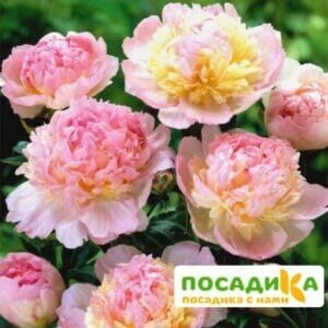 Пион Распберри Сандей (Paeonia Raspberry Sundae) купить по цене от 959р. в интернет-магазине «Посадика» с доставкой почтой в в Болгаре и по всей России – [изображение №1].