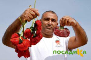 Клубника Гигант Джорнея купить по цене от 266р. в интернет-магазине «Посадика» с доставкой почтой в в Болгаре и по всей России – [изображение №1].