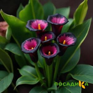 Калла Аура Лейс купить по цене от 400р. в интернет-магазине «Посадика» с доставкой почтой в в Болгаре и по всей России – [изображение №1].