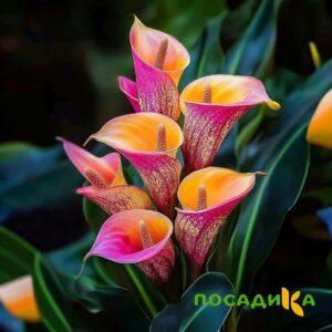 Калла Оникс купить по цене от 450р. в интернет-магазине «Посадика» с доставкой почтой в в Болгаре и по всей России – [изображение №1].