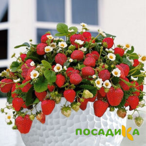 Клубника Рубиновый Шепот (горшечная) купить по цене от 240р. в интернет-магазине «Посадика» с доставкой почтой в в Болгаре и по всей России – [изображение №1].
