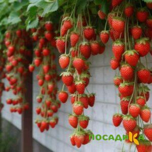 Клубника вьющаяся Комплимент купить по цене от 470р. в интернет-магазине «Посадика» с доставкой почтой в в Болгаре и по всей России – [изображение №1].