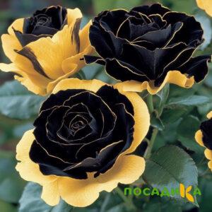 Роза Ханни Сикл купить по цене от 700р. в интернет-магазине «Посадика» с доставкой почтой в в Болгаре и по всей России – [изображение №1].