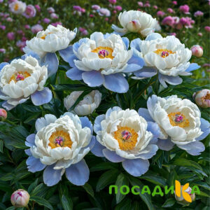 Пион акварельный Этюд купить по цене от 806р. в интернет-магазине «Посадика» с доставкой почтой в в Болгаре и по всей России – [изображение №1].