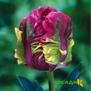Тюльпан Экзотик Хэвен купить по цене от 186р. в интернет-магазине «Посадика» с доставкой почтой в в Болгаре и по всей России – [изображение №1].