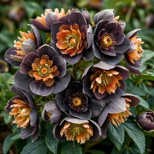 Морозник Блум Айс купить по цене от 499р. в интернет-магазине «Посадика» с доставкой почтой в в Болгаре и по всей России – [изображение №1].