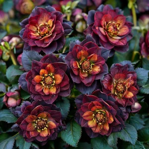 Морозник Сноу Дроп купить по цене от 348р. в интернет-магазине «Посадика» с доставкой почтой в в Болгаре и по всей России – [изображение №1].