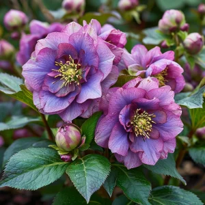 Морозник Айс Принцесс Чарм купить по цене от 650р. в интернет-магазине «Посадика» с доставкой почтой в в Болгаре и по всей России – [изображение №1].