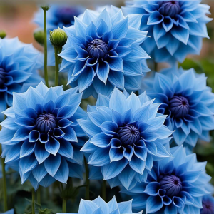 Георгин Вижапе купить по цене от 699р. в интернет-магазине «Посадика» с доставкой почтой в в Болгаре и по всей России – [изображение №1].